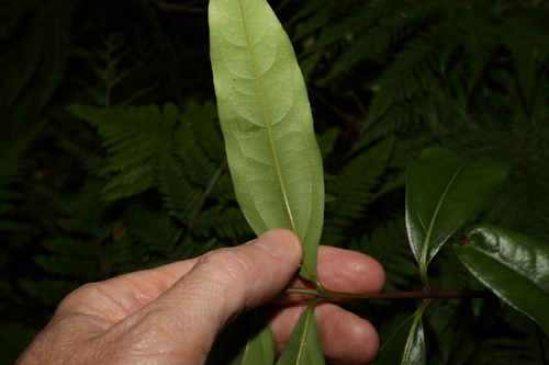Image of Cinnamomum virens by (c) Greg Tasney, some rights reserved (CC BY-SA)