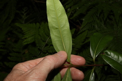 Cinnamomum virens