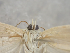 Earias chlorodes