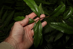 Cinnamomum virens
