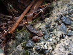 Mannophryne trinitatis