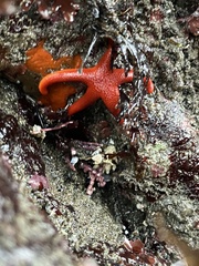 Henricia