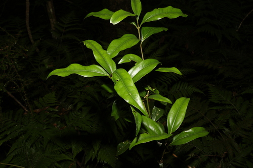 Image of Cinnamomum virens by (c) Greg Tasney, some rights reserved (CC BY-SA)