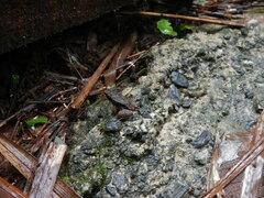 Mannophryne trinitatis