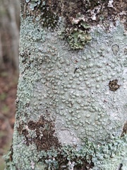Pertusaria