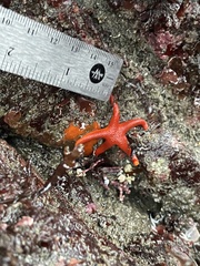 Henricia