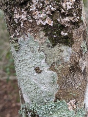 Pertusaria