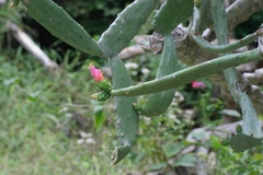 Opuntia cochenillifera