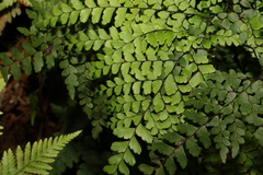 Adiantum formosum