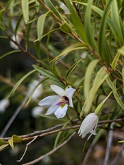 Dendrobium cunninghamii