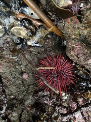 Mesocentrotus franciscanus