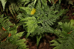 Adiantum formosum
