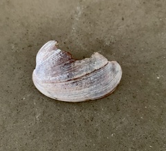 Bulla