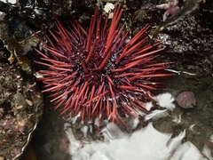 Mesocentrotus franciscanus