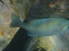 Kyphosus cinerascens