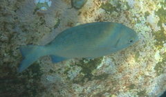 Kyphosus cinerascens