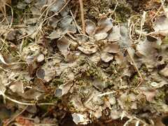 Peltigera tereziana