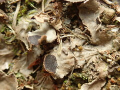 Peltigera tereziana