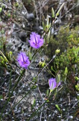 Thysanotus racemoides