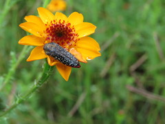 Acmaeodera haemorrhoa