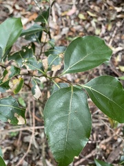 Cryptocarya foveolata