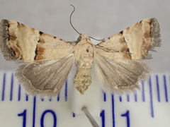 Pseudozarba orthopetes