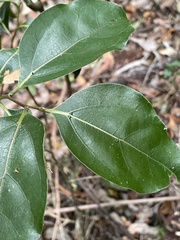 Cryptocarya foveolata