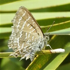 Theclinesthes onycha