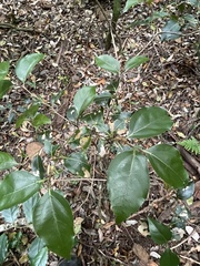 Cryptocarya foveolata