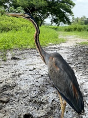 Ardea purpurea manilensis