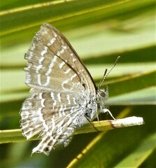 Theclinesthes onycha