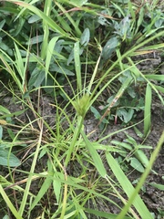 Carex bohemica