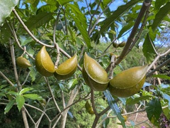 Tabernaemontana donnell-smithii