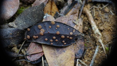 Ciboria