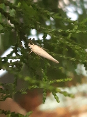 Culladia cuneiferellus