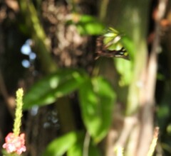 Graphium macleayanus