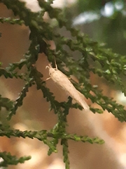 Culladia cuneiferellus