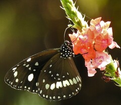 Euploea core corinna