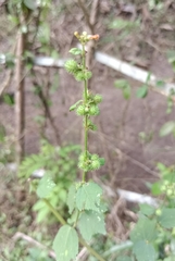 Triumfetta rhomboidea