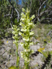 Orchideae