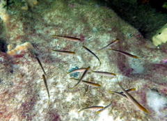 Trachinops noarlungae