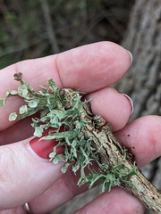Ramalina complanata