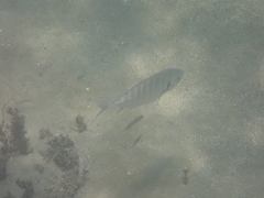 Pseudocaranx georgianus