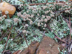 Cladonia peziziformis