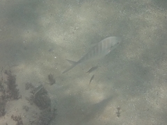 Pseudocaranx georgianus