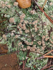 Cladonia peziziformis