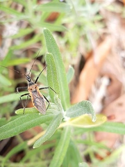 Gminatus