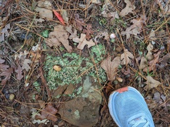 Cladonia peziziformis