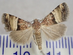 Pseudozarba orthopetes