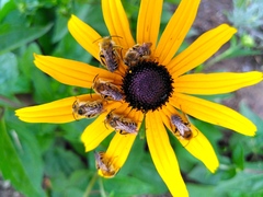 Dasypoda hirtipes